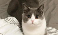 猫耳朵进水有什么后果