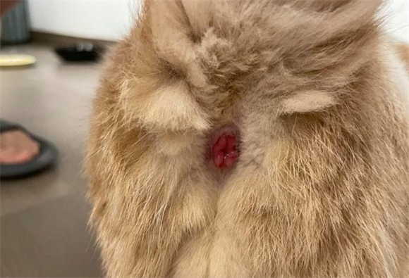 猫咪大便后肛门不干净怎么清理 猫咪大便后肛门不干净怎么清理