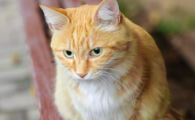 猫虱子是怎么产生的
