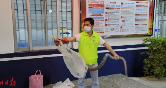 蛇出没!夏季防蛇攻略请收好 蛇出没!夏季防蛇攻略请收好