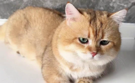猫不拉屎的原因是什么引起的