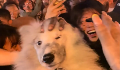 萨摩耶在火把节上被众人抹灰。网友:给人抹成陨石边牧了 萨摩耶在火把节上被众人抹灰。网友:给人抹成陨石边牧了