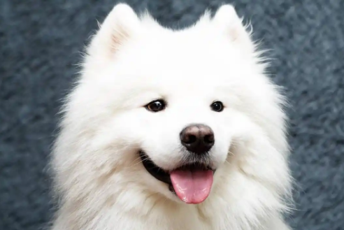狗狗咳嗽后怎么给它补充维生素