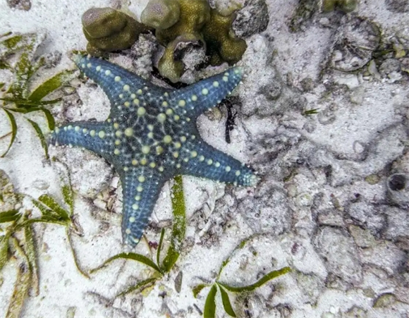 海星吃寄居蟹吗