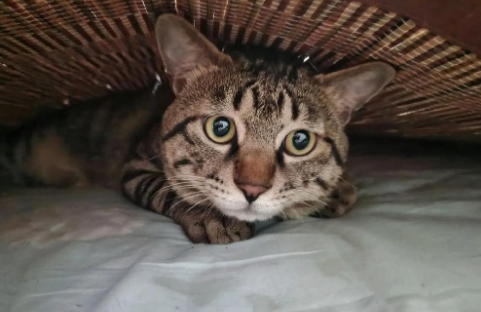 猫咪抗原检测结果多久能出来呢? 猫咪抗原检测结果多久能出来呢?