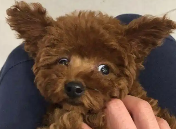 实话告诉你,养“泰迪犬”,是我做过最正确的决定! 实话告诉你,养“泰迪犬”,是我做过最正确的决定!