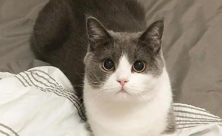 猫耳朵进水有什么后果 猫耳朵进水有什么后果