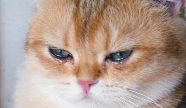 猫流泪是什么情况