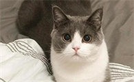 猫咪突然软便是什么原因