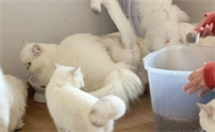 怎样纠正猫咪挑食