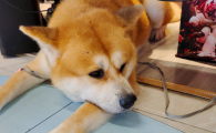 史克肠虫清能给狗狗驱虫吗