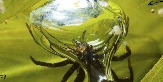 探索水蜘蛛：水下住所的奇妙世界
