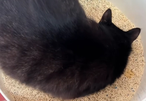 猫砂性价比高的是哪个牌子?我选洁客,省钱省心不踩雷! 猫砂性价比高的是哪个牌子?我选洁客,省钱省心不踩雷!