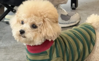 狗狗洗澡当天可以打针吗