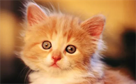 绝育期间猫咪发烧了怎么办？