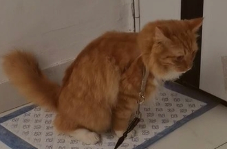 猫咪膀胱炎是怎么引起的 猫咪膀胱炎是怎么引起的
