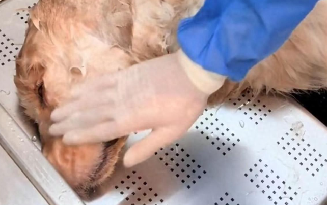 金毛“李墩墩”疑遭殴打后死亡,事件已得到圆满解决 金毛“李墩墩”疑遭殴打后死亡,事件已得到圆满解决