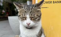 猫肛门红肿外翻什么原因