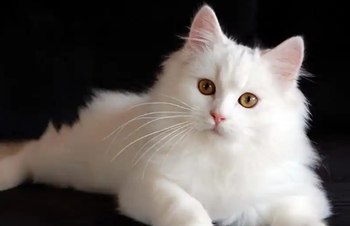 猫中暑会引发抽搐症状吗 猫中暑会引发抽搐症状吗