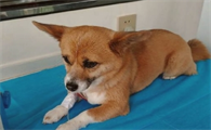 狗狗感冒会有哪些症状