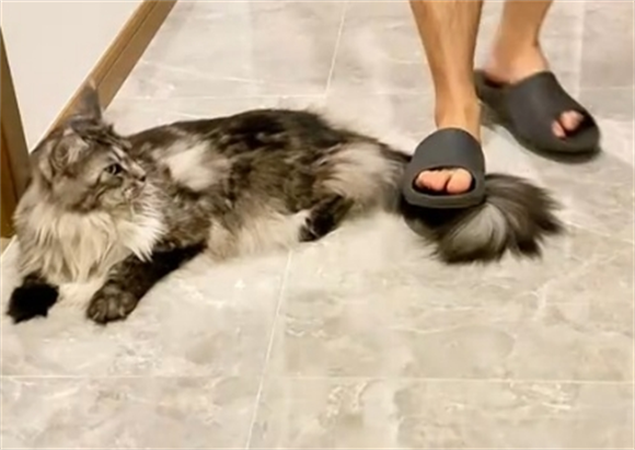 不小心踩到猫咪尾巴怎么处理