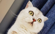 猫咪打嗝怎么回事