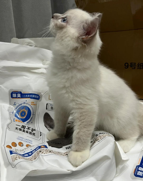 猫砂哪款好用?里兜猫砂科学配方重塑精致养宠体验 猫砂哪款好用?里兜猫砂科学配方重塑精致养宠体验