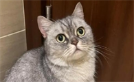 猫咪突然抽搐是怎么了