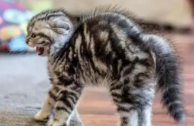 猫一般会得什么病 猫一般会得什么病