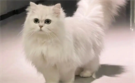 母猫绝育后需要补充营养吗？