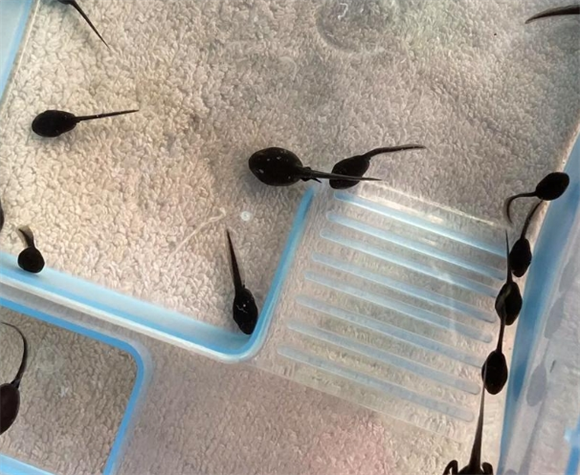 蝌蚪是不是动物 蝌蚪是不是动物