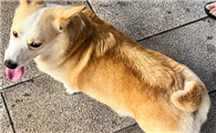 揭秘威尔斯柯基犬的小秘密！为什么它们的尾巴总是“消失”了？
