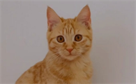 猫咪被吓尿失禁怎么办