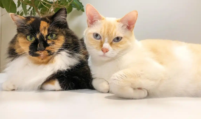 不出门公猫需要绝育吗