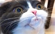 猫咪突然吐白色的东西