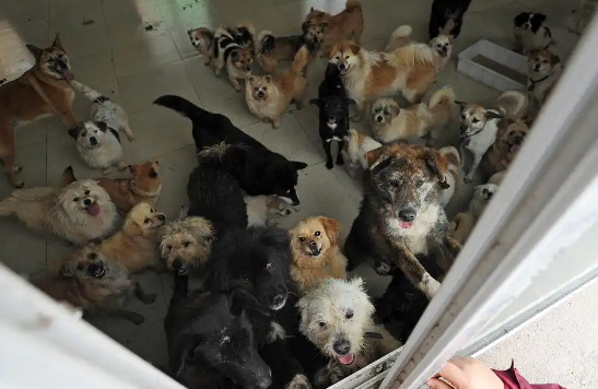 突然不喂流浪猫：生存危机还是生态平衡？