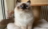 猫鼻支会导致猫咪食欲不振吗