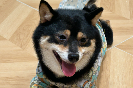 狗狗眼睛有白内障用什么药物治疗