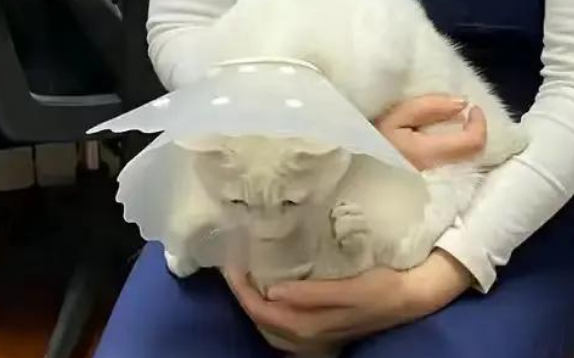 猫咪白内障不治疗会怎么样 猫咪白内障不治疗会怎么样