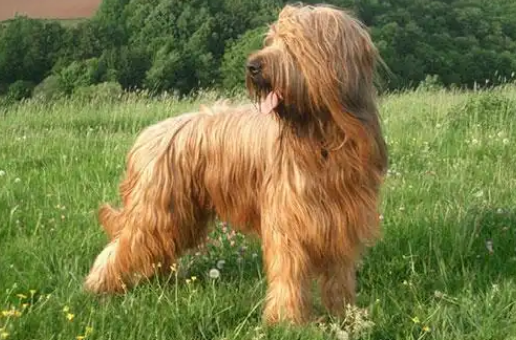 伯瑞犬多久驱虫一次?速来get一下! 伯瑞犬多久驱虫一次?速来get一下!