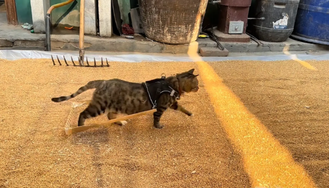 狸花猫会犁麦子。网友：要不然怎么叫犁猫呢