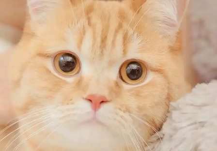 猫被粘鼠板粘住怎么洗 猫被粘鼠板粘住怎么洗