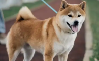 成年狗为什么一天喂一次