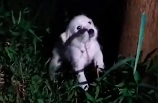 骑行路上遇到一只小狗躲树边，疑似被人故意遗弃