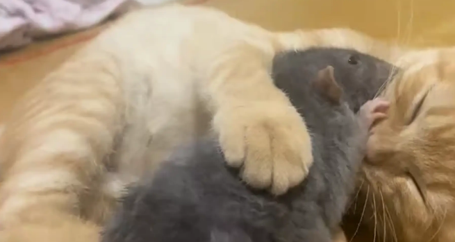 猫咪和宠物鼠相处十分融洽。网友：这是真生理性喜欢