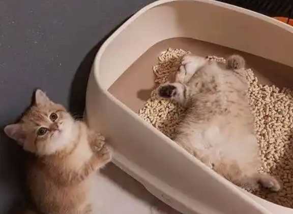 怎样避免猫睡在猫砂里
