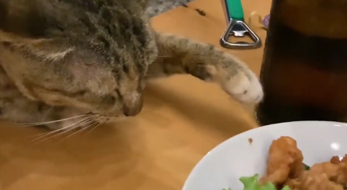 猫咪眯着眼睛想偷吃炸鸡块。猫咪:得笑着,伸手不打笑脸人 猫咪眯着眼睛想偷吃炸鸡块。猫咪:得笑着,伸手不打笑脸人