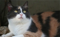 母猫肚子一侧长条硬块