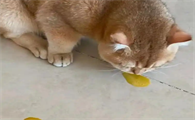 猫咪三天两头吐黄水拉软便