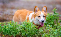 威尔斯柯基犬的养成秘籍:你绝不能错过的注意事项!